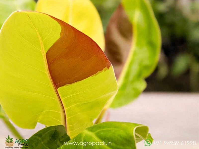 Philodendron-Red-Moon-Yellow-Flame1
