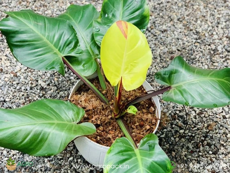 orange mandarin spider plant Buy a Rare Fire Flash Spider Mandarin Chlorophytum Live Plant