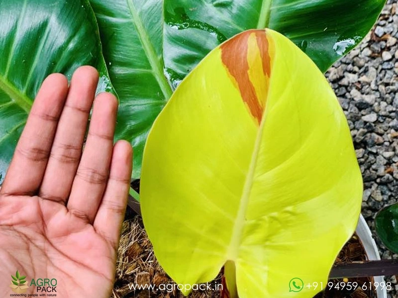 Philodendron-Red-Moon-Yellow-Flame4
