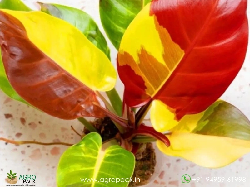 Philodendron-Red-Moon-Yellow-Flame5