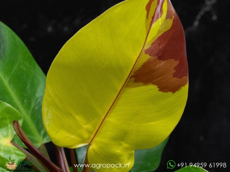 Philodendron-Red-Moon-Yellow-Flame6