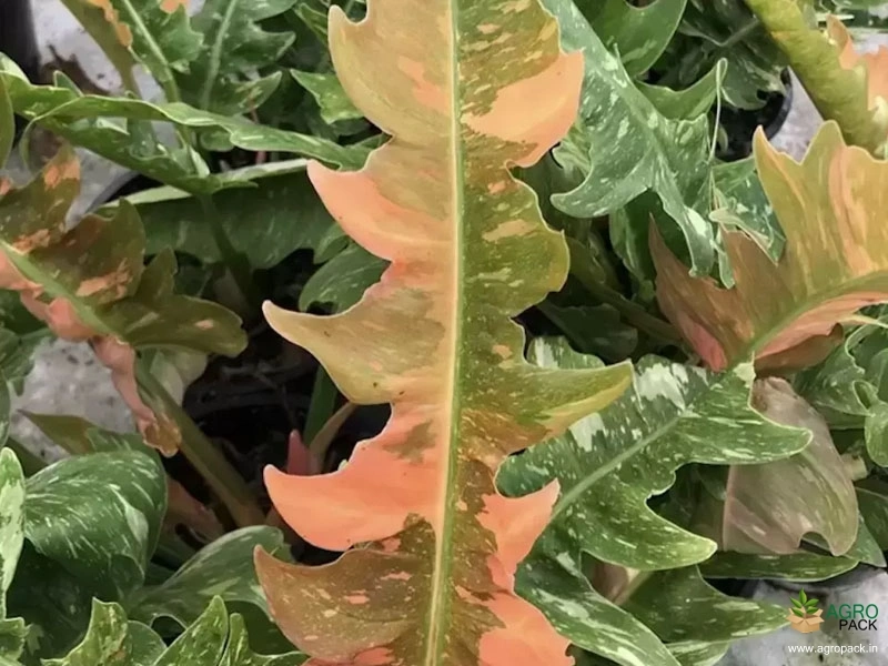 Philodendron-Ring-of-Fire2