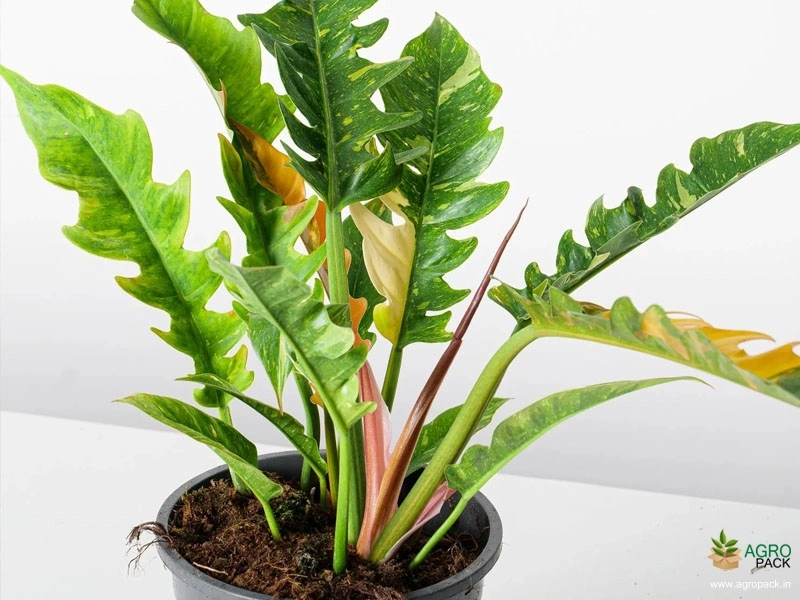 Philodendron-Ring-of-Fire4