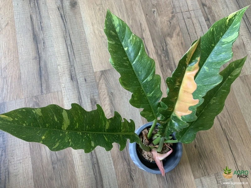 Philodendron-Ring-of-Fire5