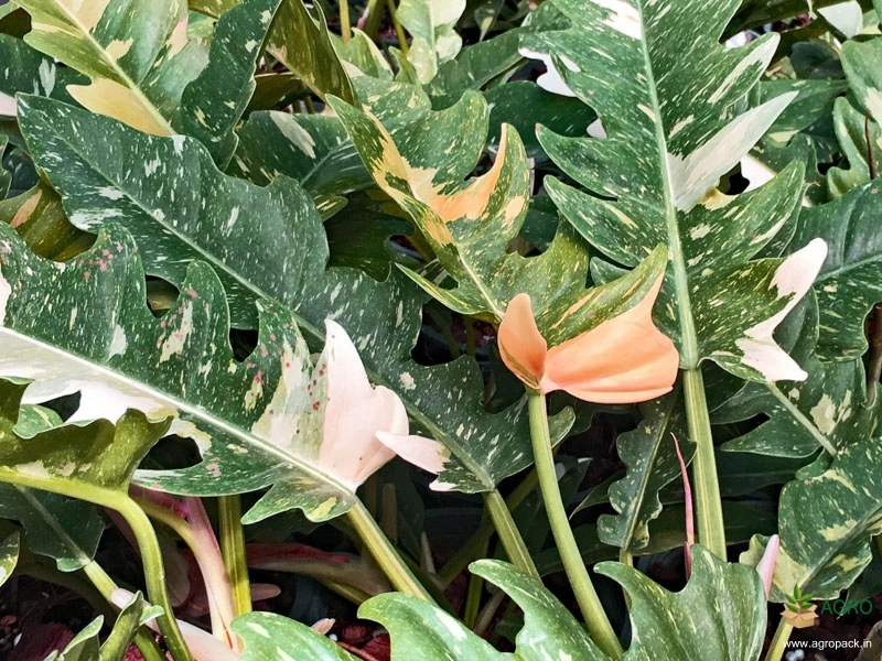 Philodendron-Ring-of-Fire6