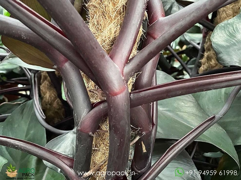 badah snake plant mexico Rare Boncel Starfish Snake Plant -Sanseveria- Almost Impossible to Kill