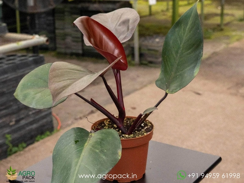 Philodendron Royal Queen Black Plant For Sale In India | Online plant  nursery