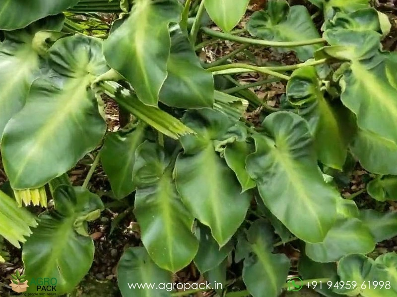 Philodendron-Rugosum-Aberrant-Form1