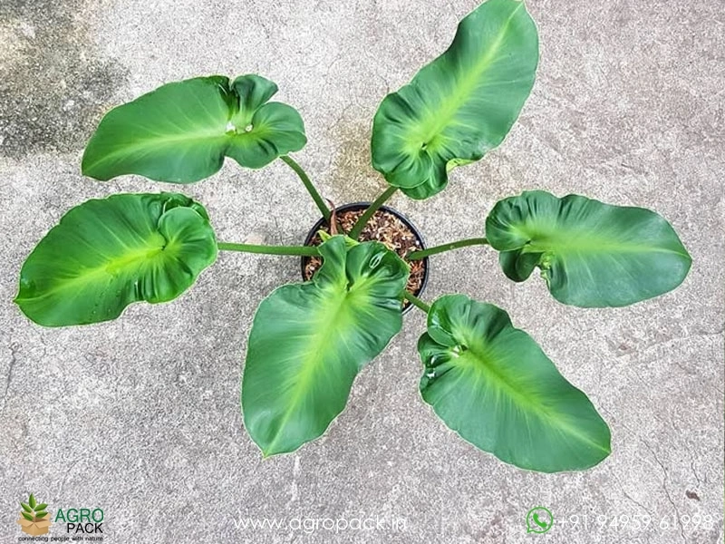 Philodendron-Rugosum-Aberrant-Form2