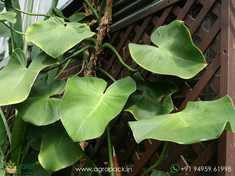 Philodendron Rugosum Aberrant Form Plant For Sale In India | Online plant  nursery