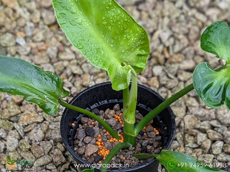 Philodendron-Rugosum-Aberrant-Form6