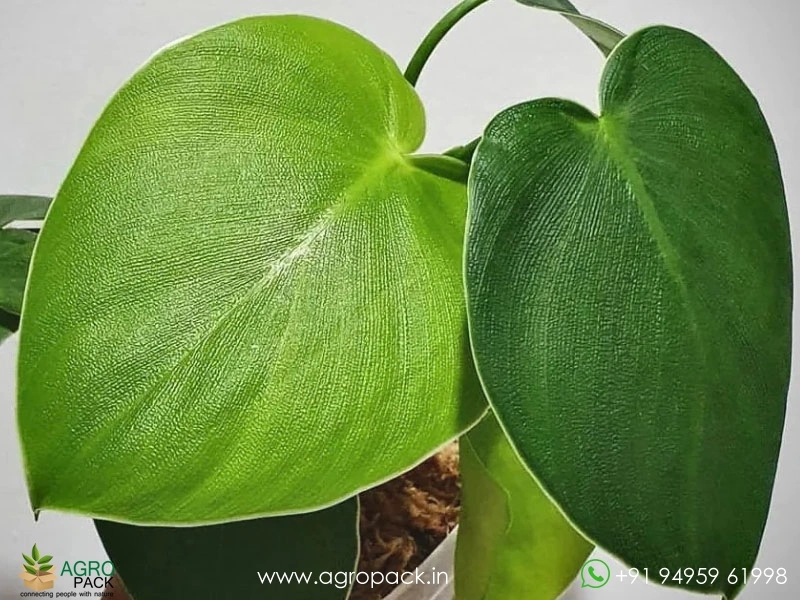 Philodendron-Rugosum-Pigskin1