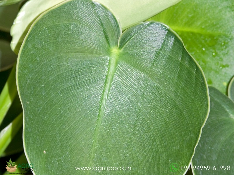 Philodendron-Rugosum-Pigskin2