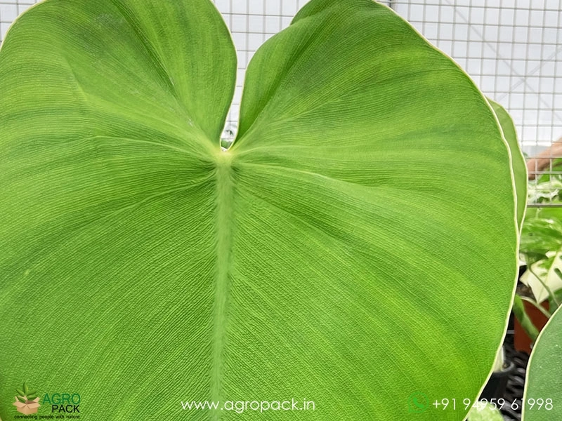 Philodendron-Rugosum-Pigskin3