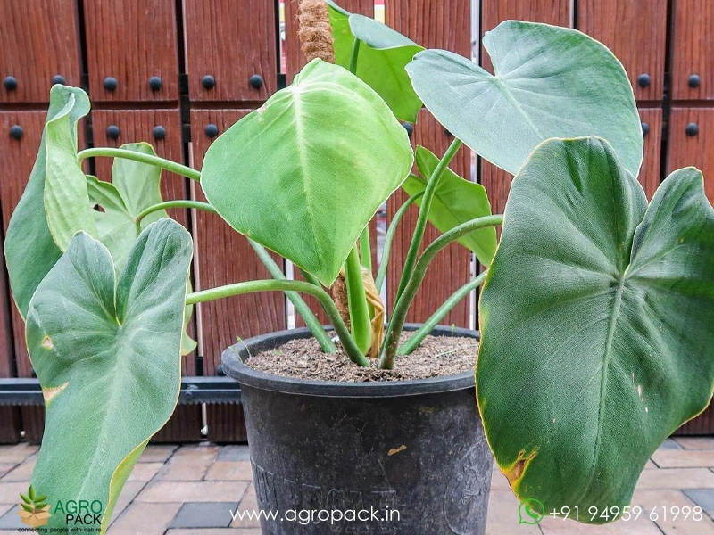 Philodendron-Rugosum-Pigskin4