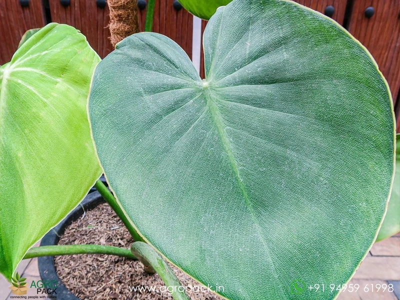 Philodendron-Rugosum-Pigskin5