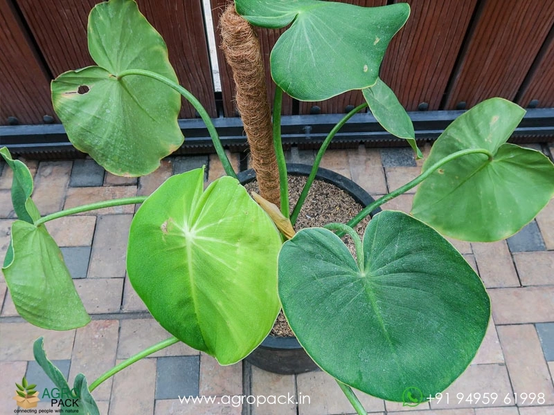Philodendron-Rugosum-Pigskin6