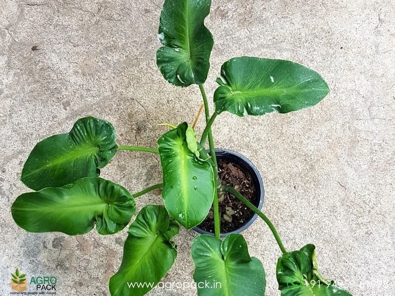 Philodendron Rugosum Plant For Sale In India | Online plant nursery