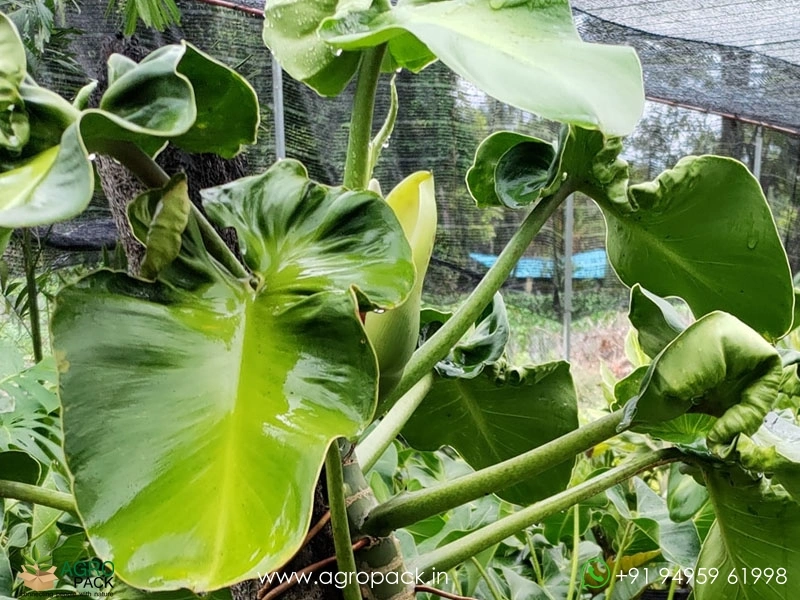 Philodendron Rugosum Plant For Sale In India | Online plant nursery