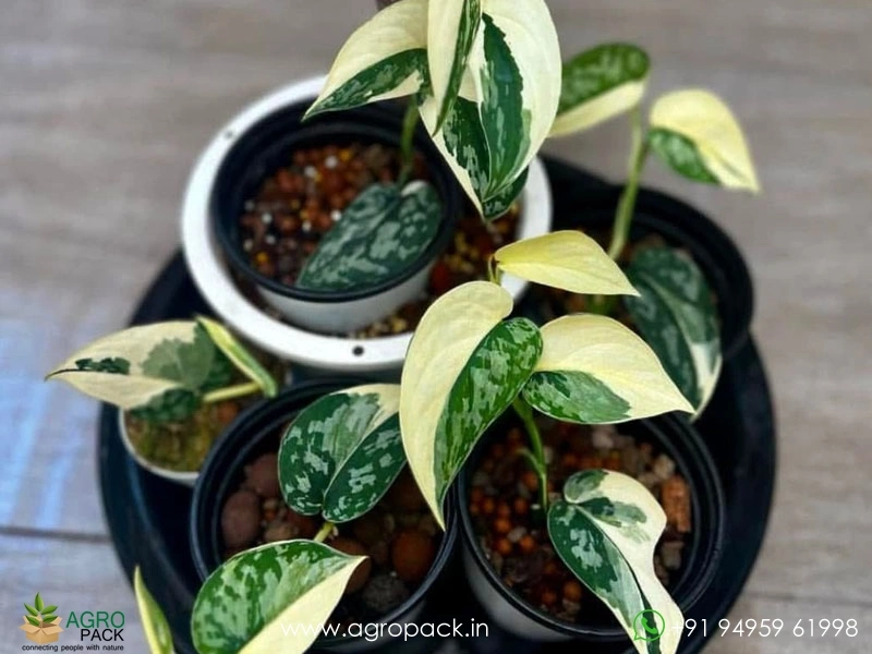 Philodendron-Scindapsus-Mayari-Variegated2