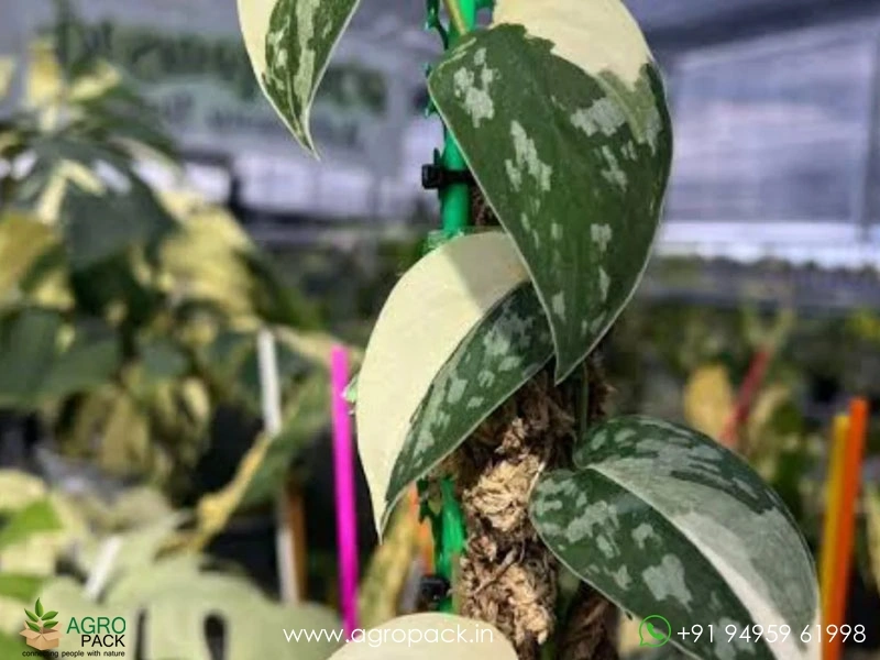Philodendron-Scindapsus-Mayari-Variegated4