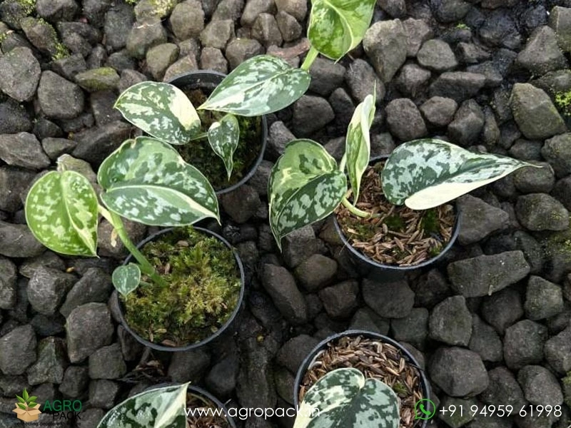 Philodendron-Scindapsus-Mayari-Variegated5
