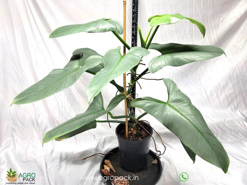 Philodendron-Silver-Sword3