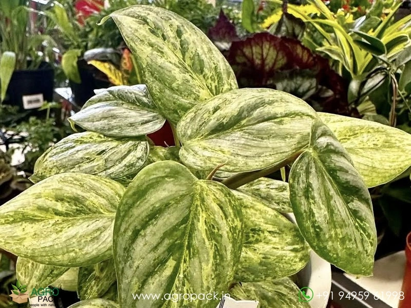 Philodendron-Sodiroi-Variegated1