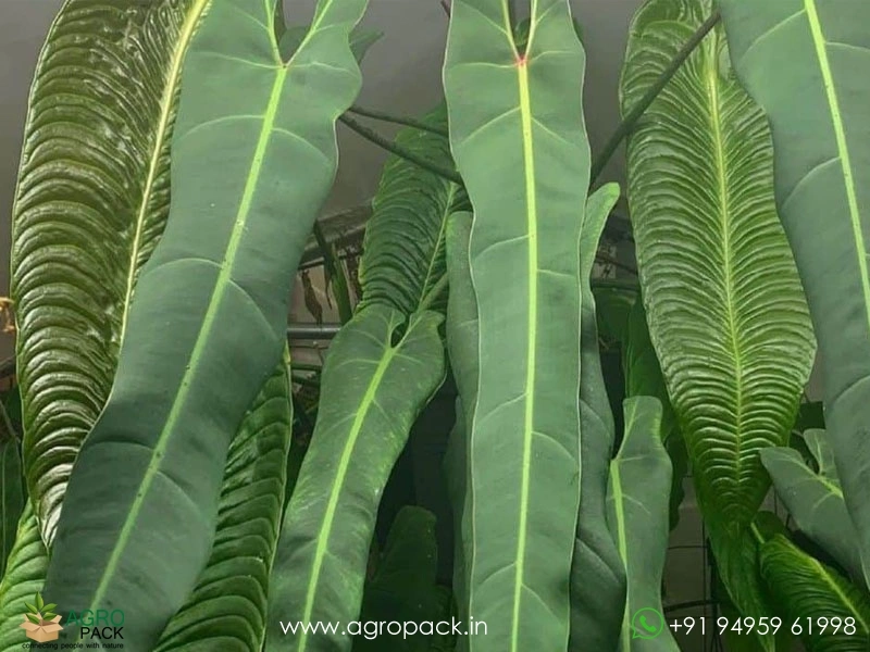 Philodendron-Spiritus-Sancti2