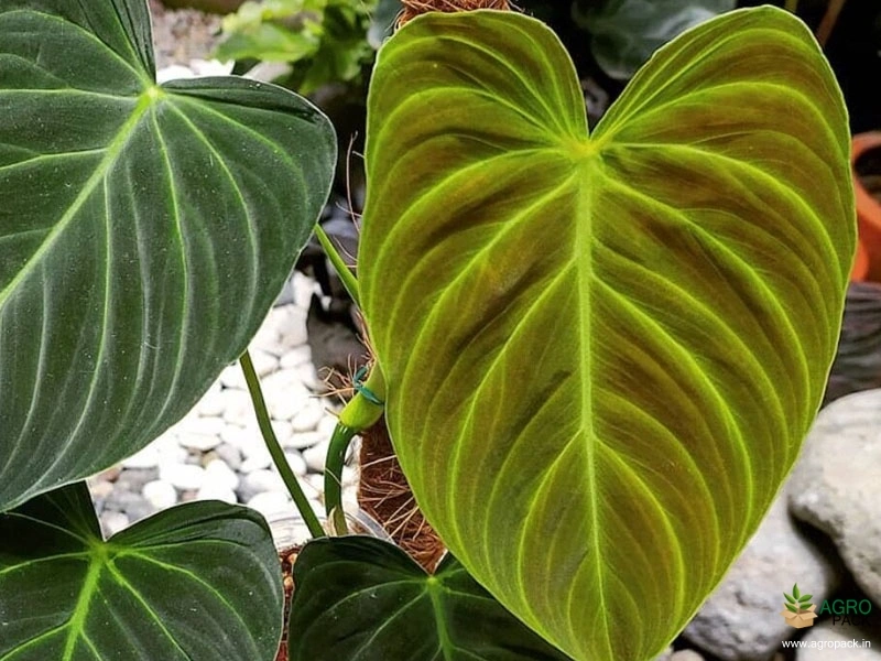 Philodendron-Splendid2