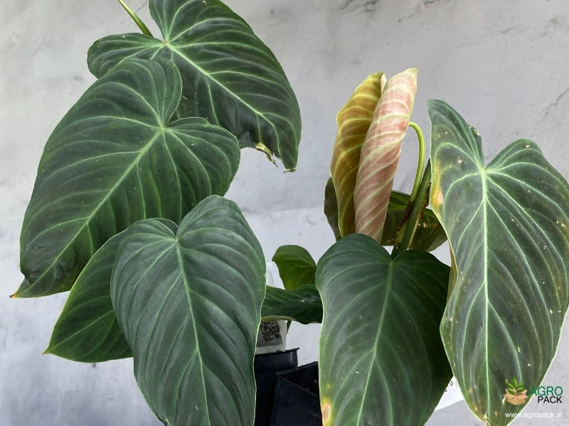 Philodendron-Splendid3