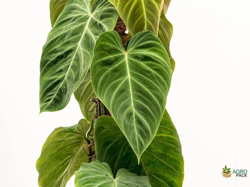 Philodendron-Splendid4