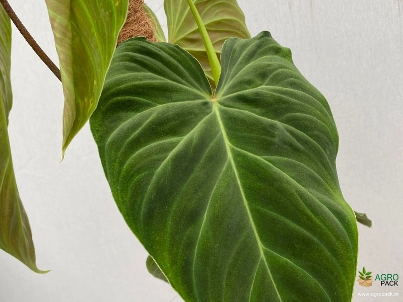 Philodendron-Splendid5