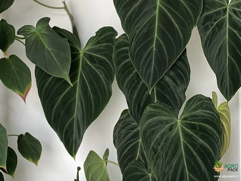 Philodendron-Splendid6