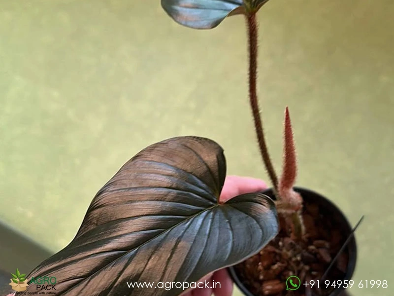 Philodendron-Squamicaule-Pink3