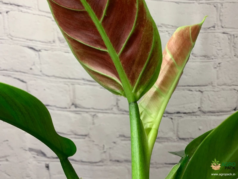Philodendron-Subhastatum2