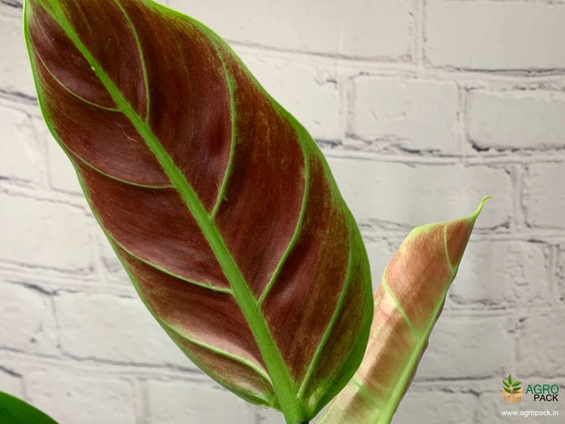 Philodendron-Subhastatum3