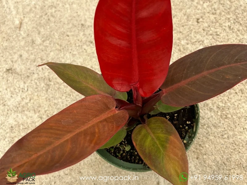Philodendron-Sunred2