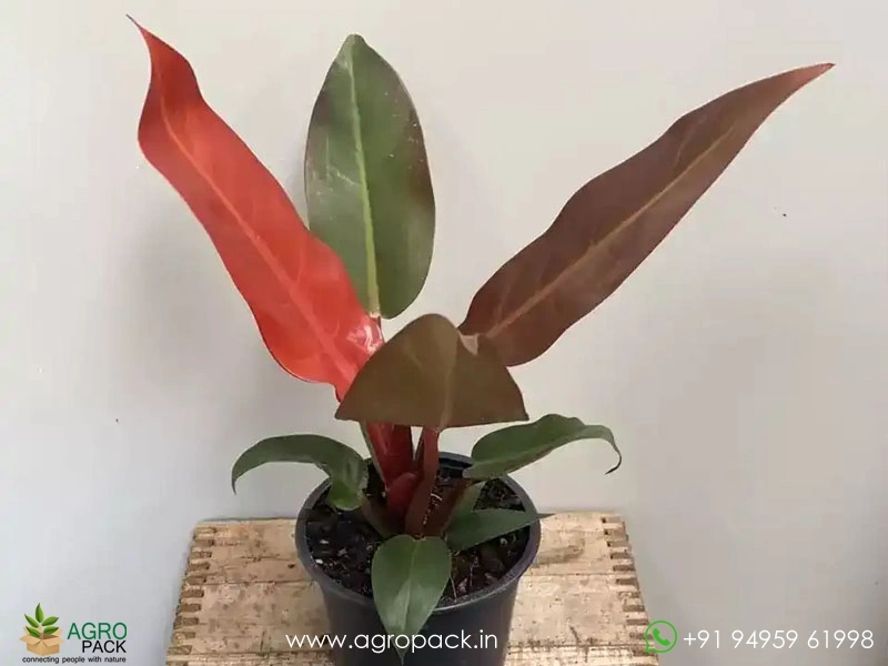 Philodendron-Sunred3