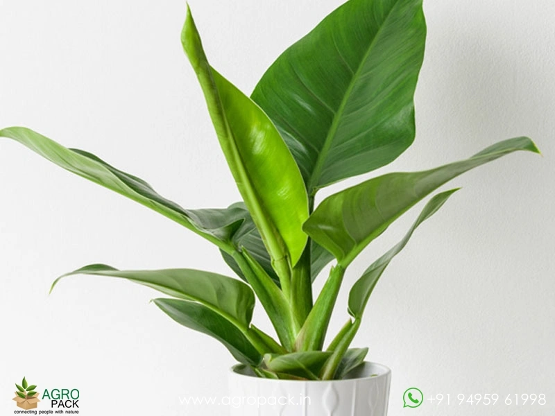 Philodendron-Thai-Congo3