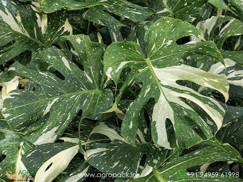 Philodendron-Thai-Constellation1