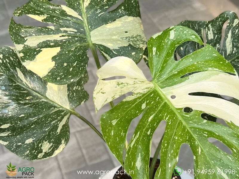 Philodendron-Thai-Constellation2