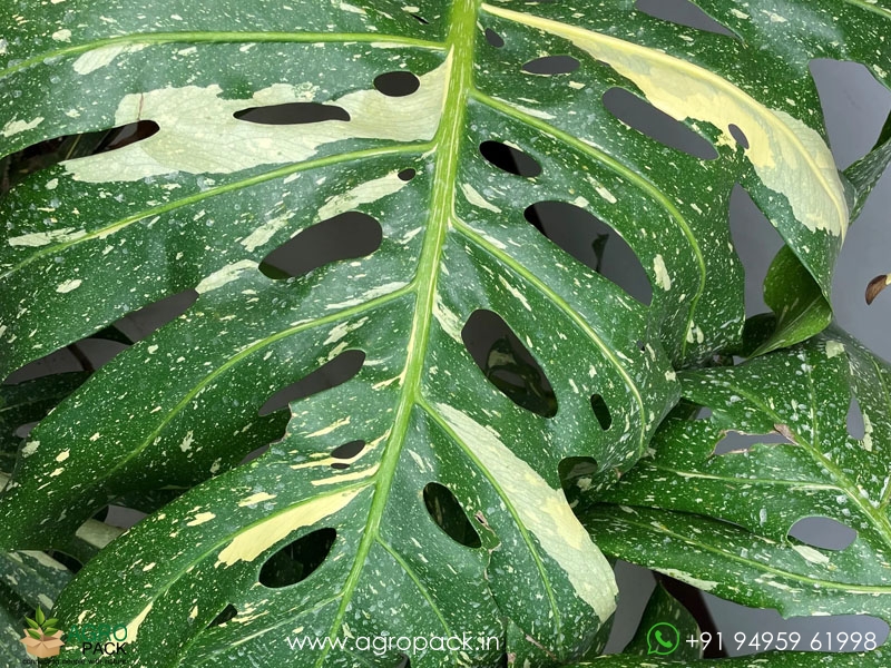 Philodendron-Thai-Constellation3