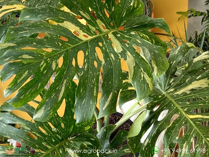 Philodendron-Thai-Constellation4