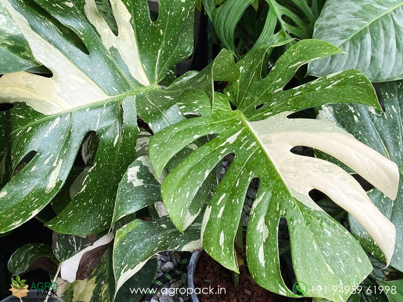 Philodendron-Thai-Constellation5