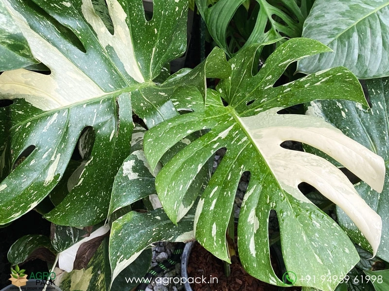 Philodendron-Thai-Constellation5