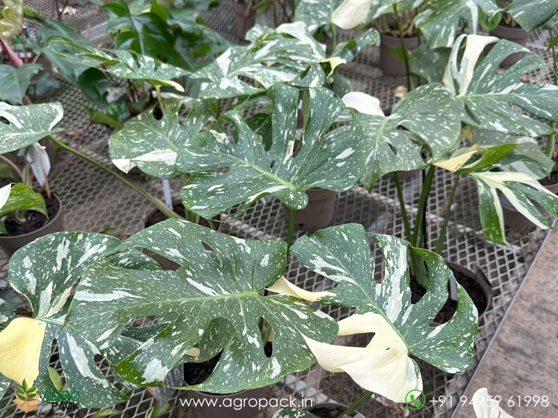 Philodendron-Thai-Constellation6