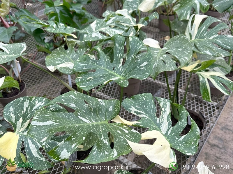 Philodendron-Thai-Constellation6