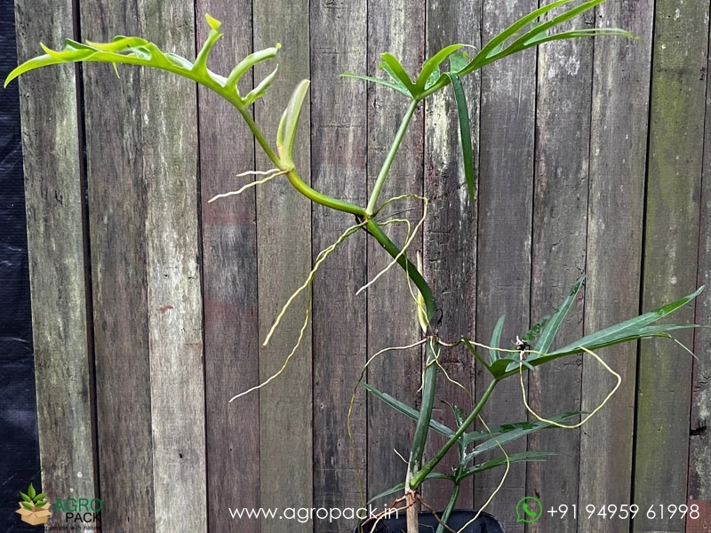 philodendron moonlight variegata American Plant Exchange Philodendron Moonlight Live Plant, 6