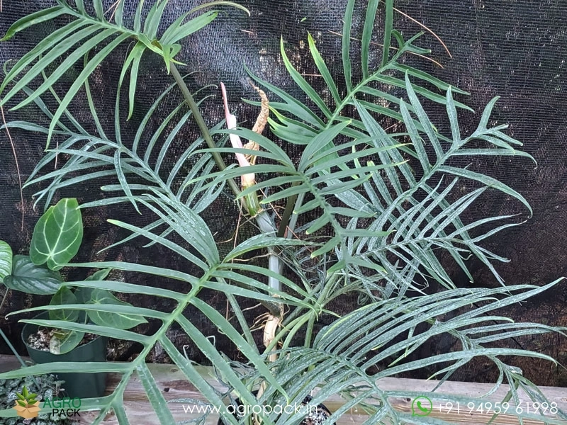 Philodendron Tortum Wild Plant For Sale In India | Online plant nursery